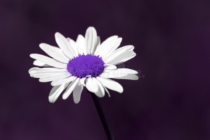 Overklig sommarnaturbild av en purpurfärgad tusenskönablomma med kopia s arkivfoto Overklig sommarnaturbild av en purpurfärgad tusenskönablomma med kopia s arkivfoto