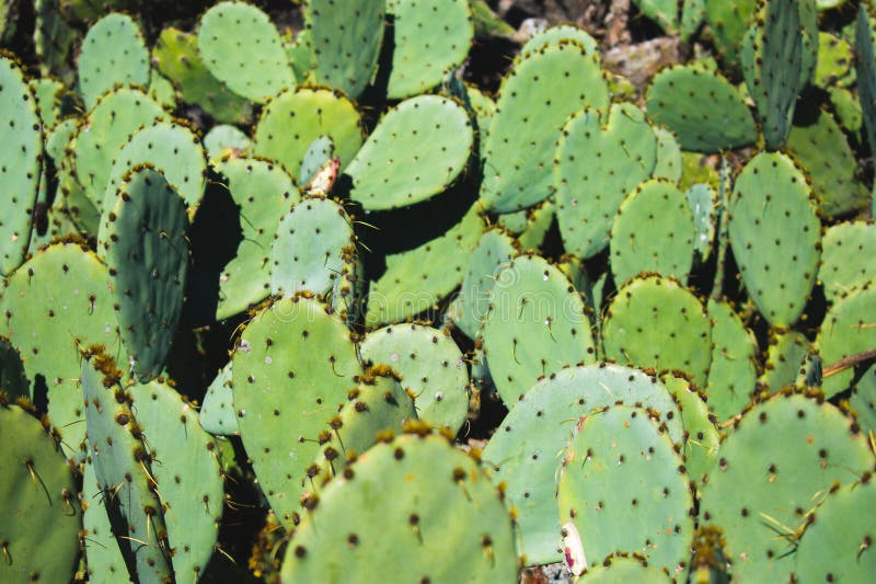 Overlapping Green Cacti Desert Plants Prickly Pear Stock Photo Image of thorn, mexico