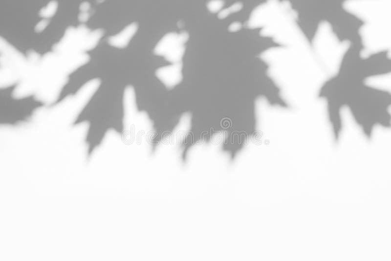 gray shadow of the leaves on a white wall stock photos gray shadow of the leaves on a white wall stock photos