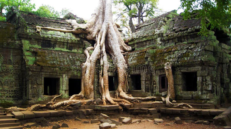 Strom má zcela spotřebováno starověký chrám Ta Prohm v starověké město Angkor v Kambodži.