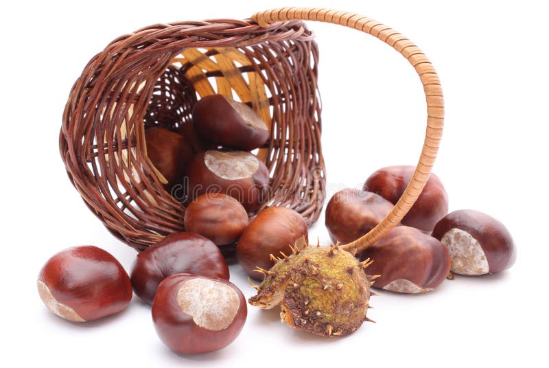 Overturned wicker basket with chestnuts on white background stock image