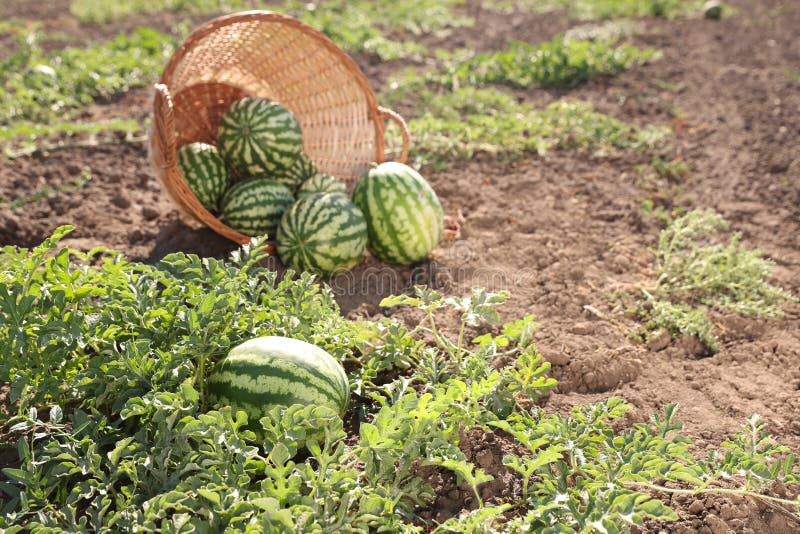 Overturned wicker basket with ripe watermelons in field on sunny day stock images