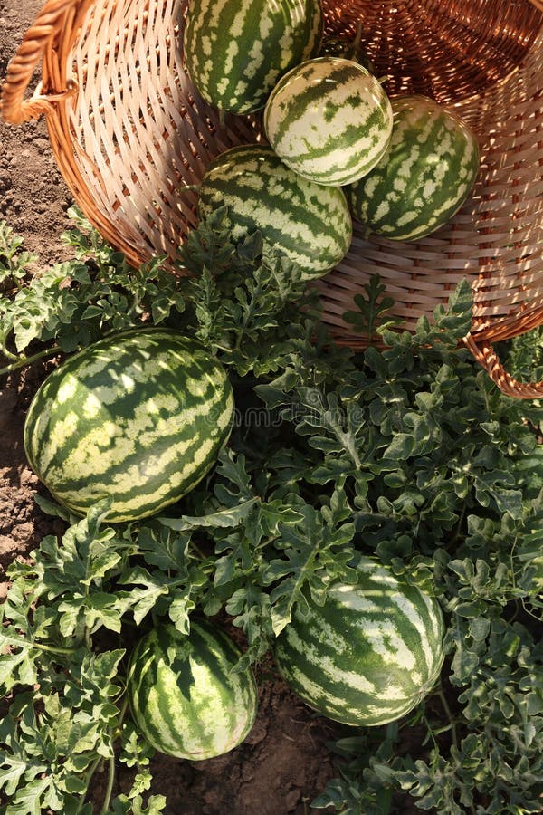 Overturned wicker basket with ripe watermelons in field on sunny day stock images