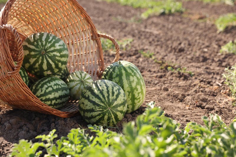Overturned wicker basket with ripe watermelons in field on sunny day, space for text stock images