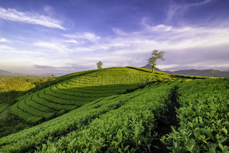 Overview of Long Coc Green Tea Hill, Phu Tho, Vietnam Stock Image