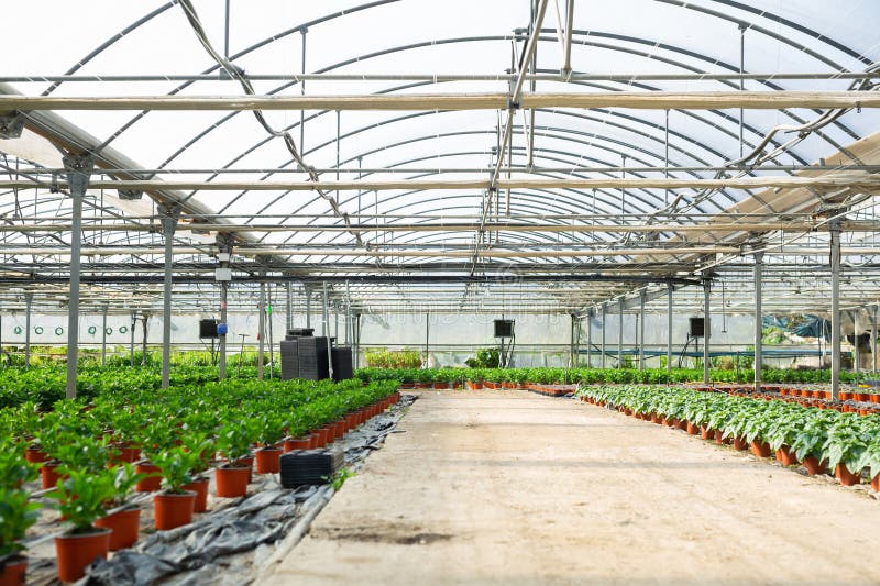 Overview view of the greenhouse with plants growing in pots royalty free stock photography