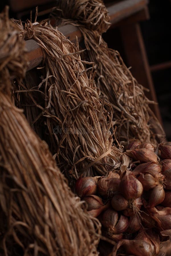 Overvloedige oogst van sjalotten stock fotografie