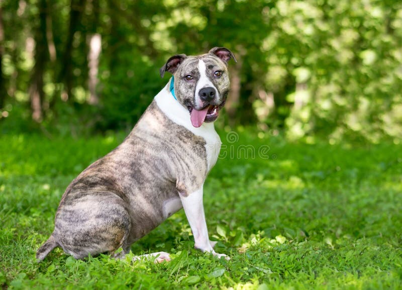 An overweight brindle and white Pit Bull Terrier mixed breed dog