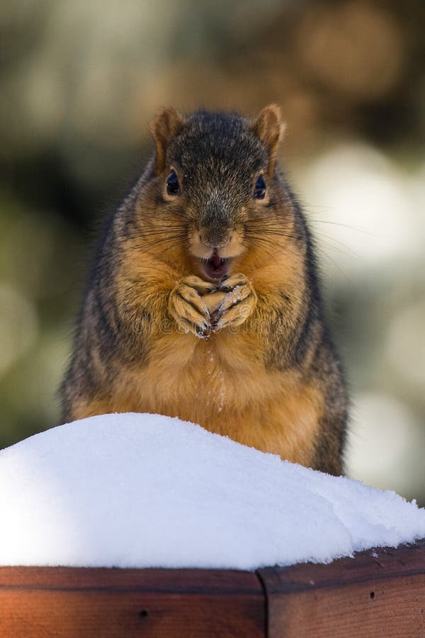 Overweight Fox Squirrel Eating A Nut