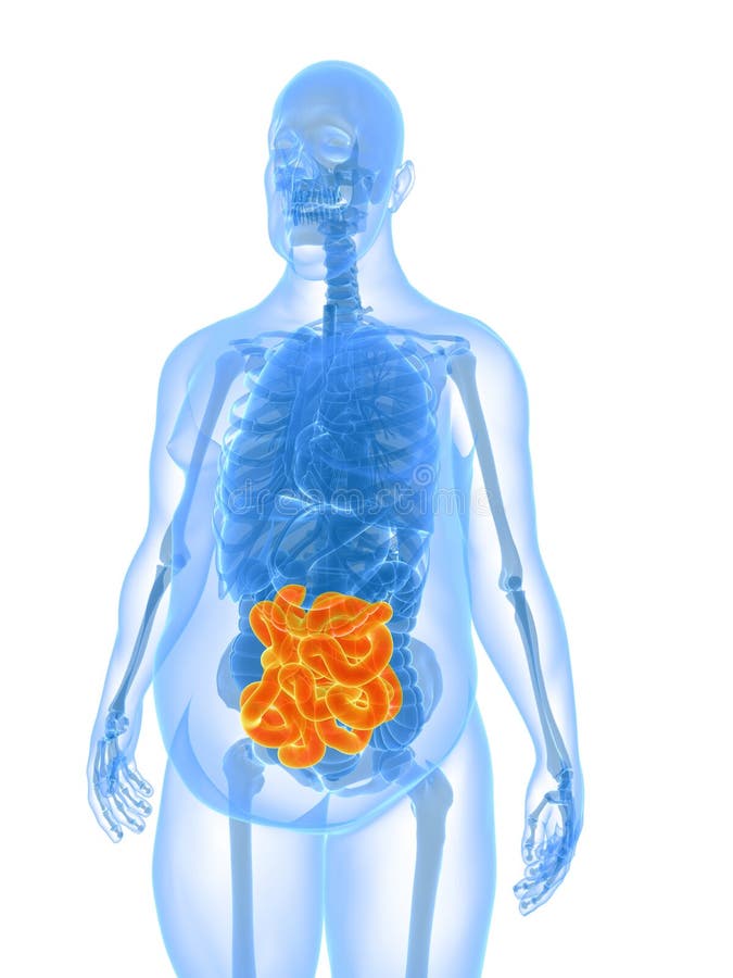 Overweight male - small intestines vector illustration