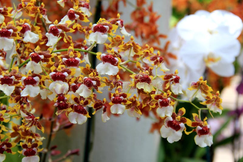 Overweldigend beeld van kleurrijke exotische orchideeën in tropische tuin royalty-vrije stock afbeelding Overweldigend beeld van kleurrijke exotische orchideeën in tropische tuin royalty-vrije stock afbeelding