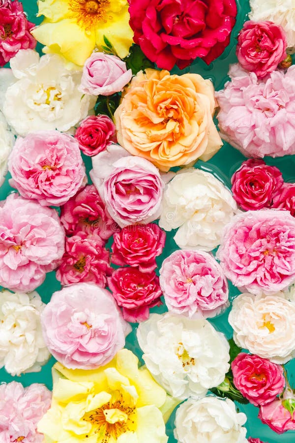 Overweldigende bloementextuur van kleurrijke rozen in water op blauwe achtergrond royalty-vrije stock afbeelding Overweldigende bloementextuur van kleurrijke rozen in water op blauwe achtergrond royalty-vrije stock afbeelding
