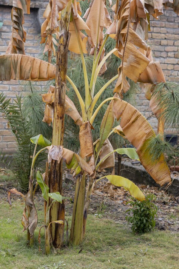 Overwinter Banana Plants in Cold Temperature Stock Image Image of