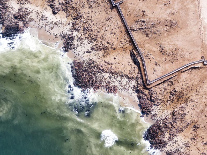 Overzees Lion Colony in Namibië in Januari 2018 wordt genomen die stock afbeeldingen Overzees Lion Colony in Namibië in Januari 2018 wordt genomen die stock afbeeldingen
