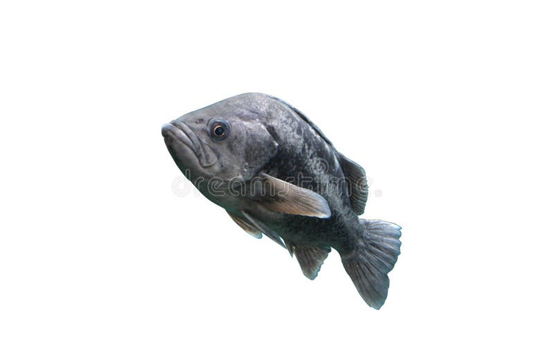 Zeebaars tegen Witte Achtergrond royalty-vrije stock afbeelding