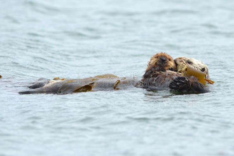 Overzeese ottermoeder met baby in kelp, grote sur, Californië royalty-vrije stock afbeeldingen Overzeese ottermoeder met baby in kelp, grote sur, Californië royalty-vrije stock afbeeldingen