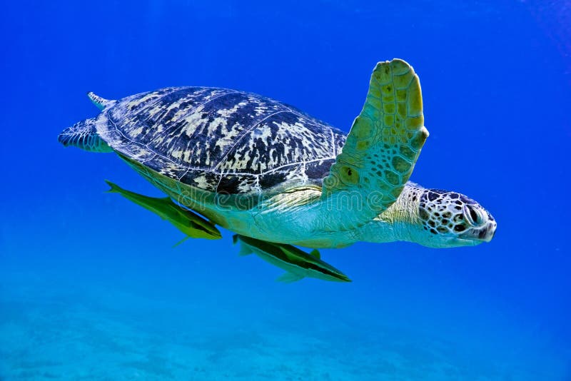 Sea turtle on the blue background. Sea turtle on the blue background