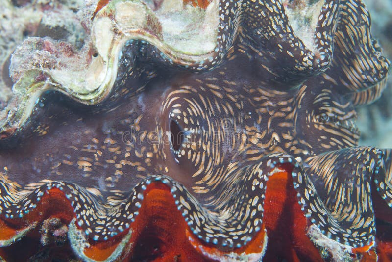 Overzeese shell stock fotografie