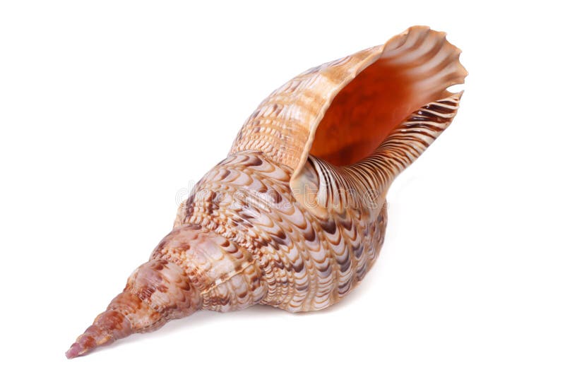 Overzeese shell van de Indische Oceaan is geïsoleerd royalty-vrije stock foto Overzeese shell van de Indische Oceaan is geïsoleerd royalty-vrije stock foto