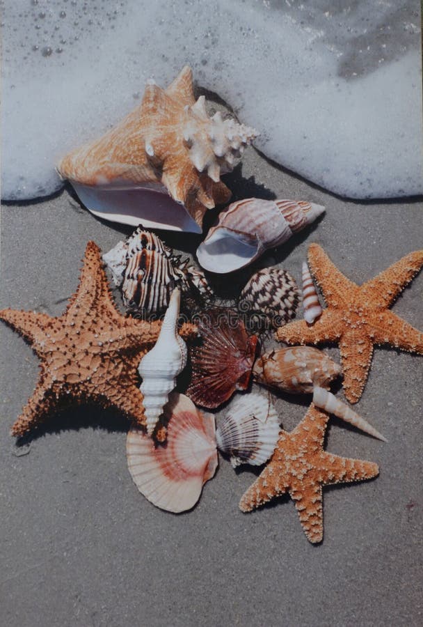 Overzeese Shells bij strand royalty-vrije stock afbeeldingen Overzeese Shells bij strand royalty-vrije stock afbeeldingen