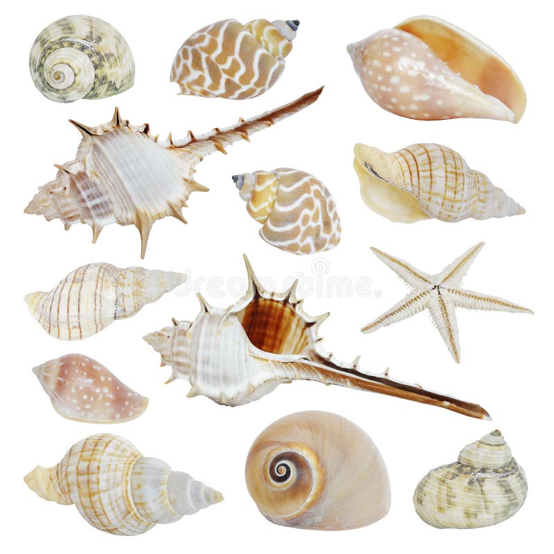 Overzeese shells inzameling stock afbeeldingen Overzeese shells inzameling stock afbeeldingen