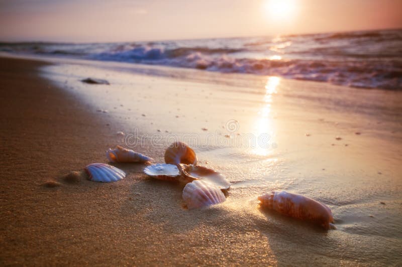 Overzeese shells op zand