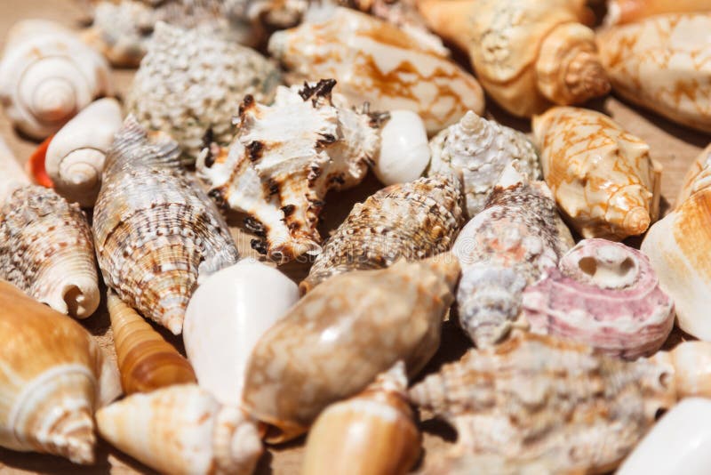 Overzeese shells sluiten omhoog in Santa Maria-strand Kaapverdië royalty-vrije stock foto's Overzeese shells sluiten omhoog in Santa Maria-strand Kaapverdië royalty-vrije stock foto's