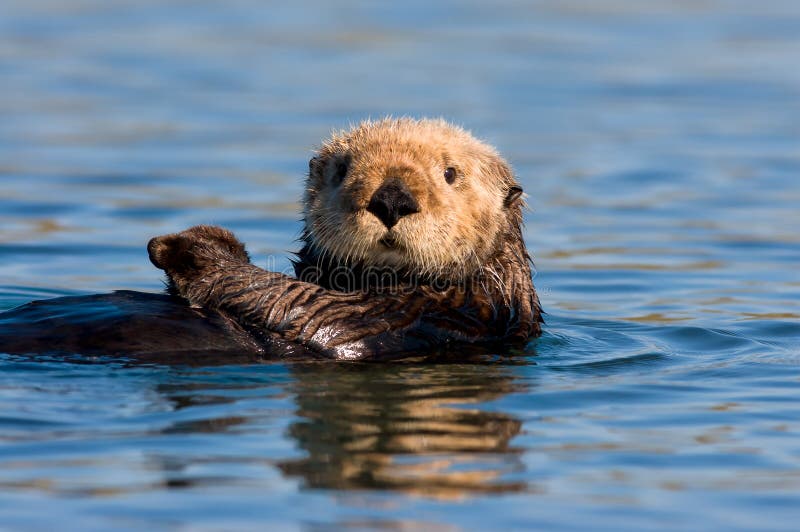 Overzeese van Californië Otter royalty-vrije stock afbeeldingen Overzeese van Californië Otter royalty-vrije stock afbeeldingen