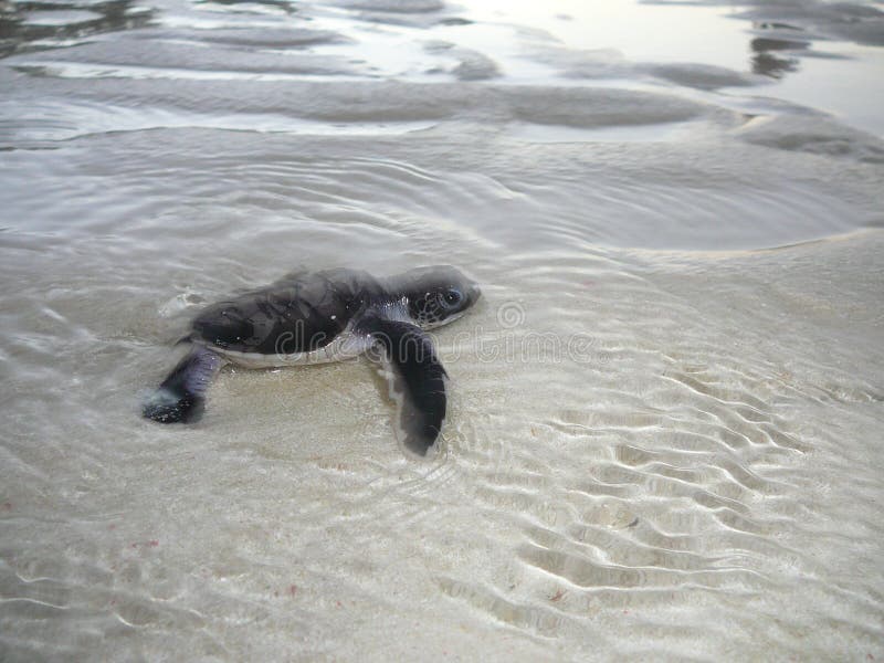 Baby sea turtle reaches the ocean after a long beach run. Baby sea turtle reaches the ocean after a long beach run