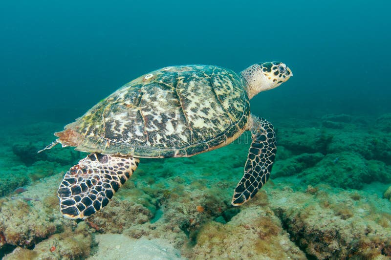 Hawksbill Sea Turtle-Eretmochelys imbriocoata, picture taken on a reef in Lauderdale By The Sea,Florida. Hawksbill Sea Turtle-Eretmochelys imbriocoata, picture taken on a reef in Lauderdale By The Sea,Florida.