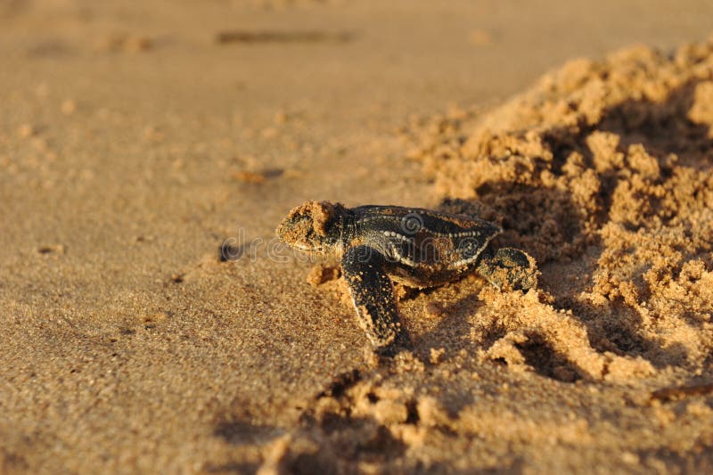 Overzeese van Leatherback van de baby schildpad stock foto Overzeese van Leatherback van de baby schildpad stock foto