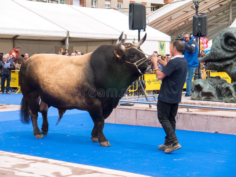OVIEDO, SPANJE - Mei 12, 2018: Stier best in zijn ras in Plaz stock afbeeldingen OVIEDO, SPANJE - Mei 12, 2018: Stier best in zijn ras in Plaz stock afbeeldingen
