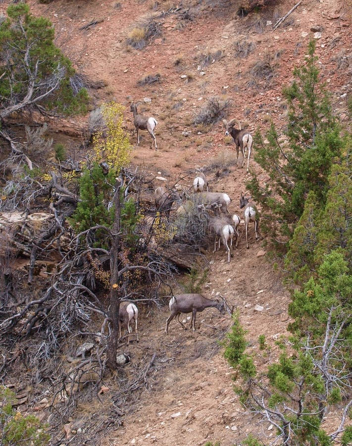 Ovis Canadensis Nelsoni de mouflons d'Amérique de désert photo stock Ovis Canadensis Nelsoni de mouflons d'Amérique de désert photo stock