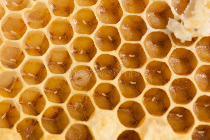 Honeybee eggs and larva at the bottom of the cell. Honeybee eggs and larva at the bottom of the cell