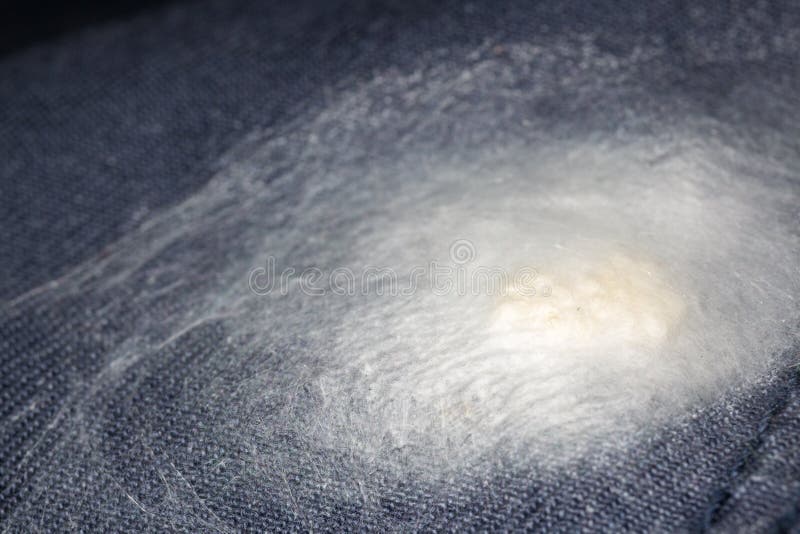 Ovos de aranha e sacos de ovos foto de stock royalty free