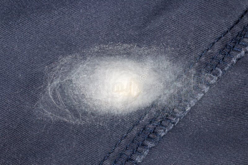 Ovos de aranha e sacos de ovos imagem de stock