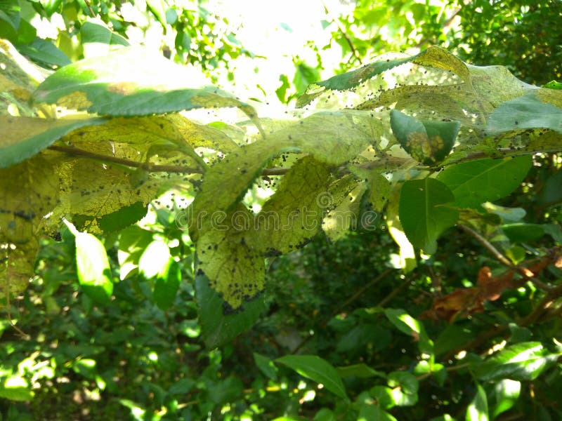 Ovos da aranha em um pano foto de stock