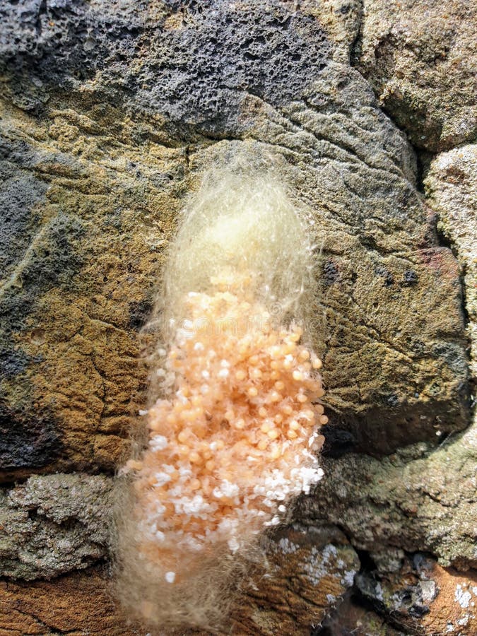 Ovos de aranha na parede fotografia de stock royalty free