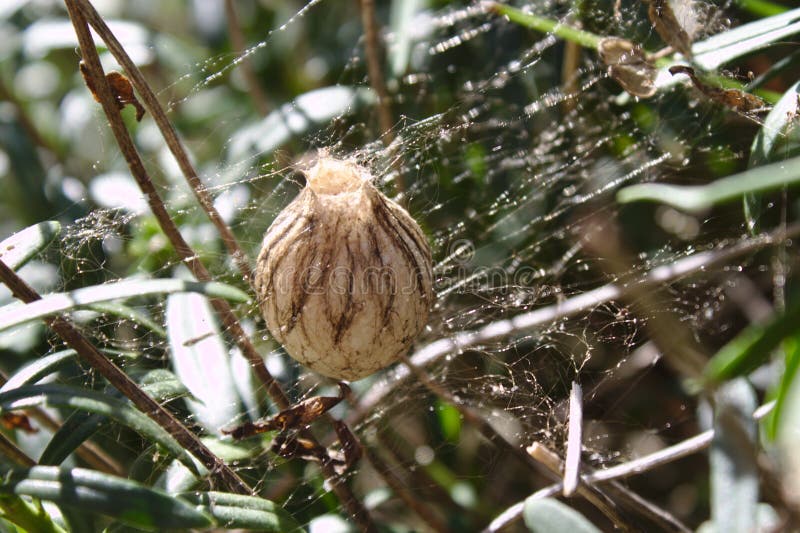 Ovos de aranha no jardim imagem de stock