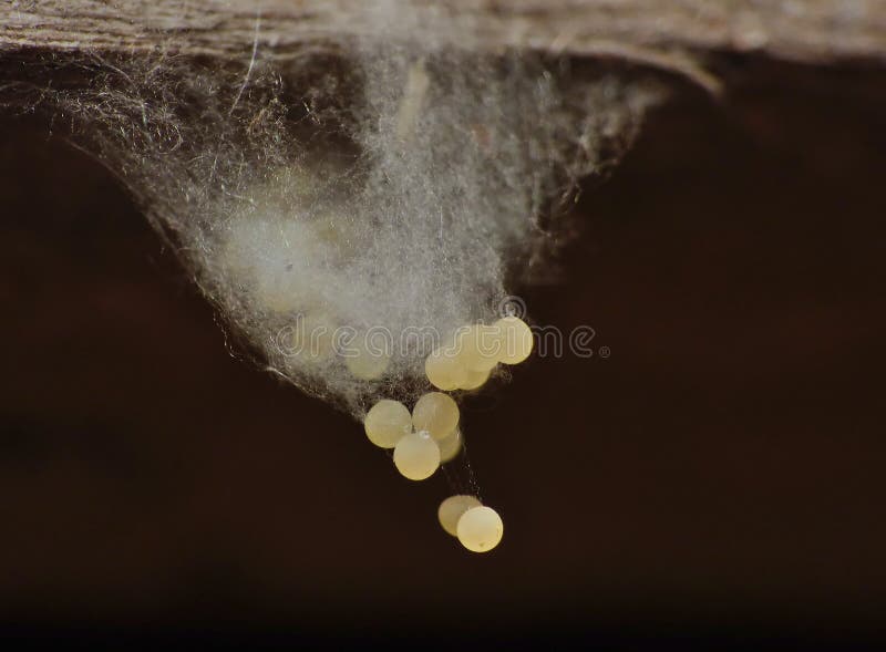 Ovos de aranha fotografia de stock royalty free