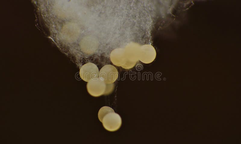 Ovos de aranha imagem de stock royalty free