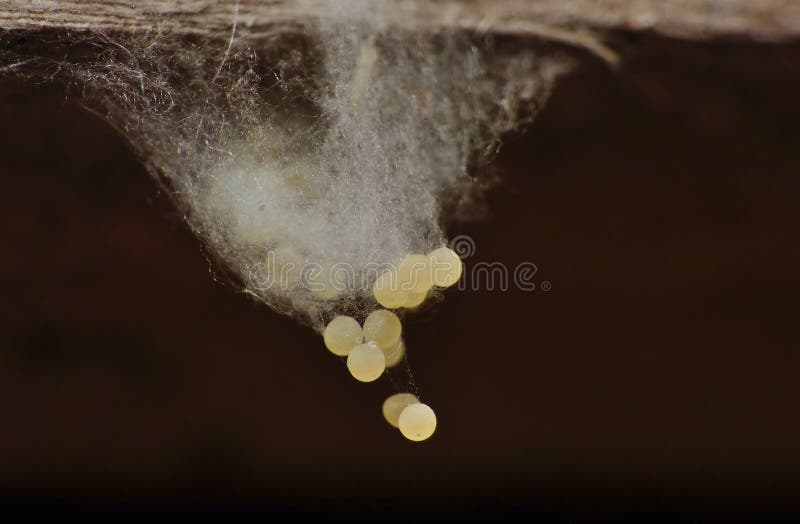 Ovos de aranha imagem de stock royalty free