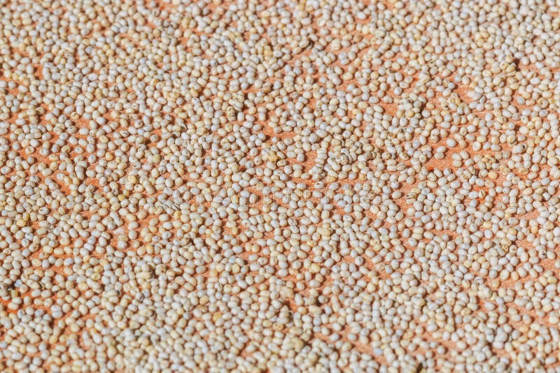 Ovos do bicho-da-seda imagem de stock Ovos do bicho-da-seda imagem de stock