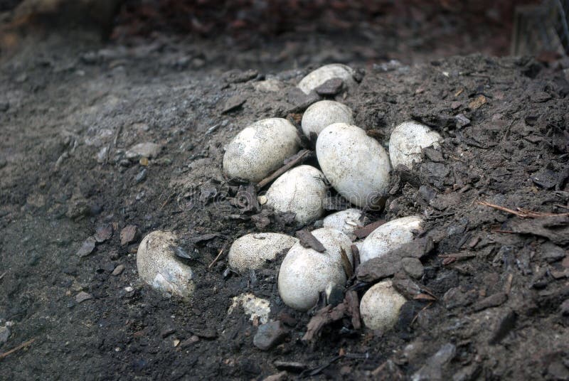 Ovos de Crocodilo das Ilhas Caimão fotografia de stock royalty free