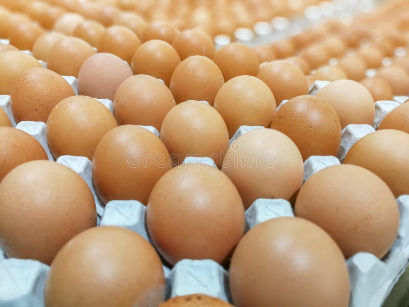 Ovos na bandeja do ovo, ovos crus frescos da galinha de Brown da galinha no pacote para a venda no supermercado imagens de stock Ovos na bandeja do ovo, ovos crus frescos da galinha de Brown da galinha no pacote para a venda no supermercado imagens de stock