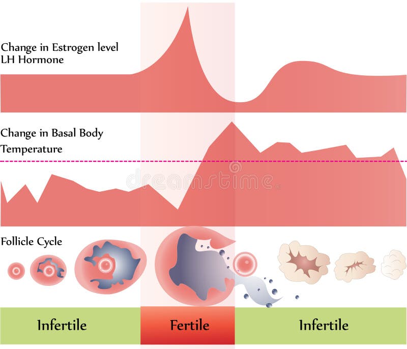 Ovulation Calendar Stock Illustrations – 681 Ovulation Calendar