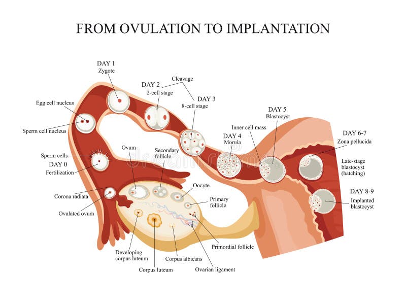 Ovulation To Conception And Fertilization Of The Ovum Youtube