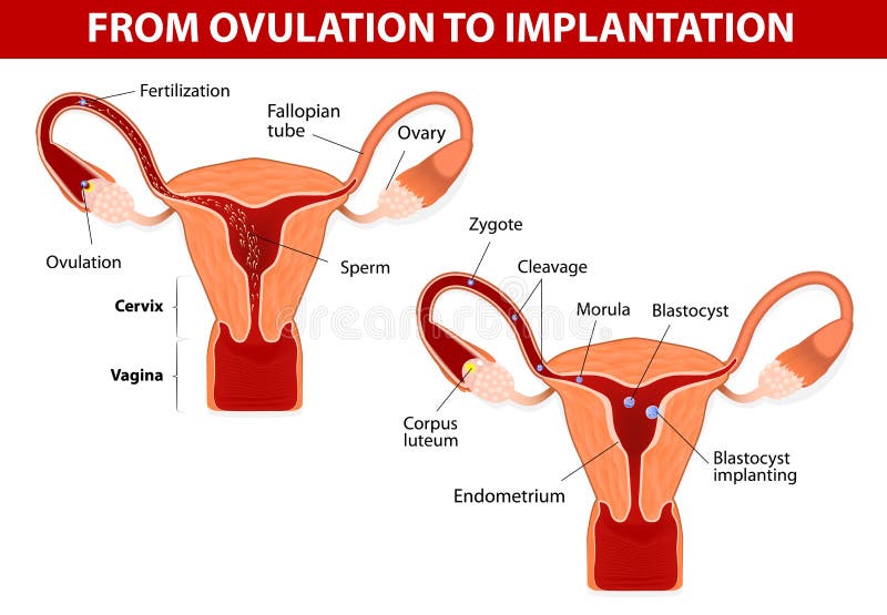 From ovulation to implantation stock illustration