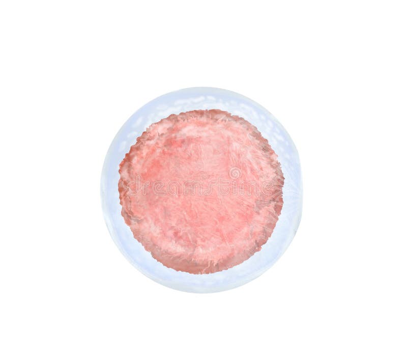 Ovum (egg cell) on white background, illustration