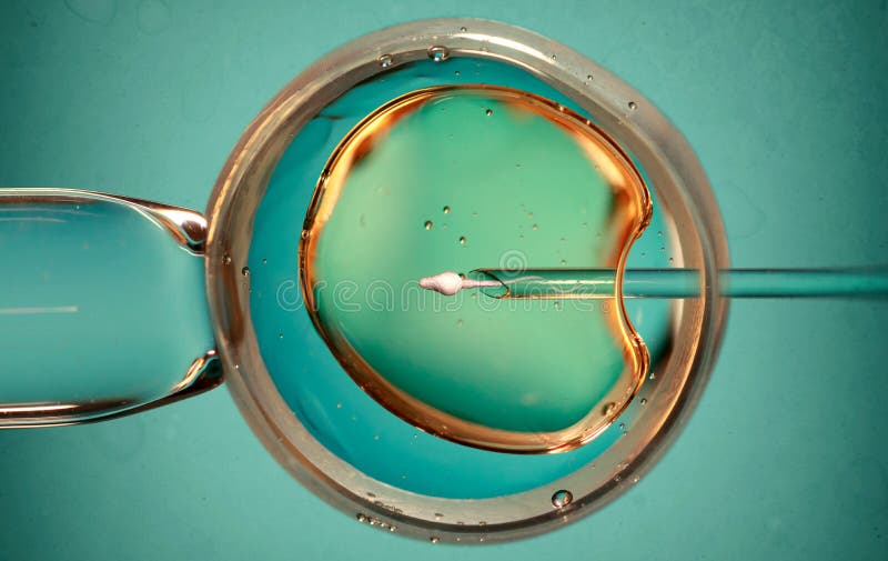 Concept of Artificial Insemination or Fertility Treatment. Image Stock ...